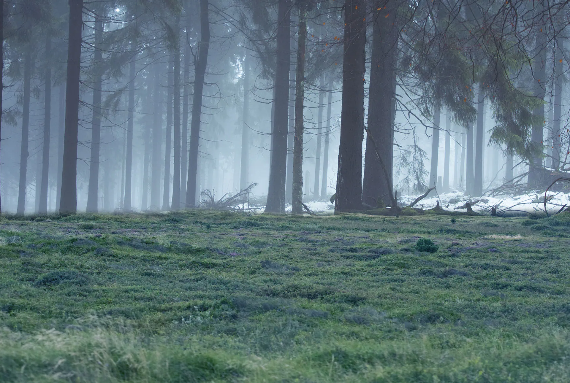 The Vanishing Woods - A Realm Beneath the Fog